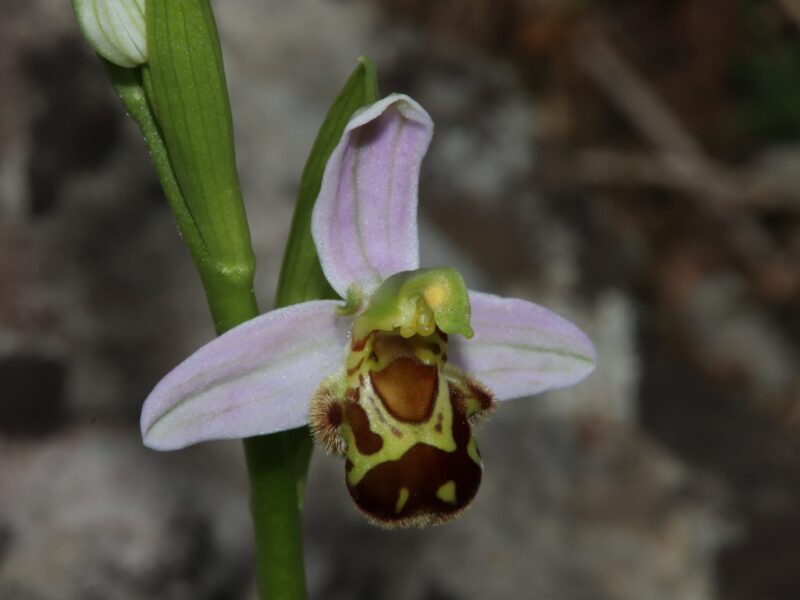Wildwachsende Orchideen kennen lernen