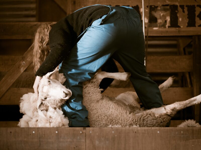 man getting lamb hair