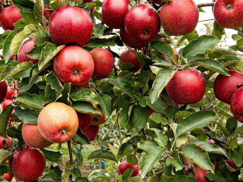 closeup photo of red apple fruits