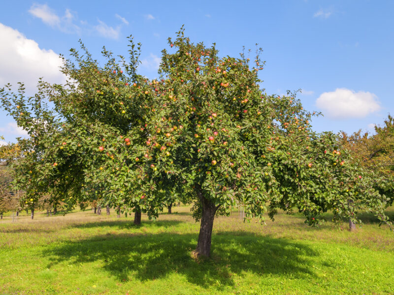 Obstbau - Sommermaßnahmen Kurs