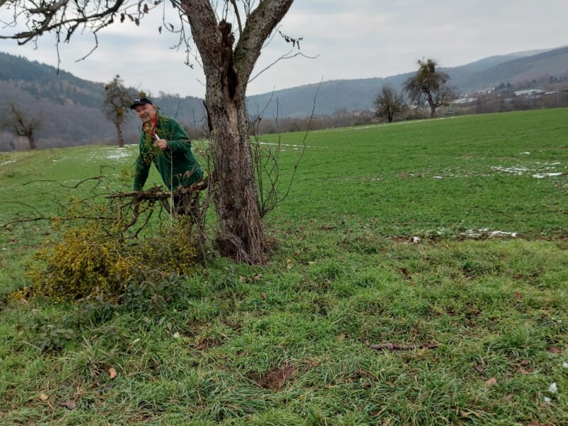 Misteln schneiden Kurs Umgang mit Bäumen