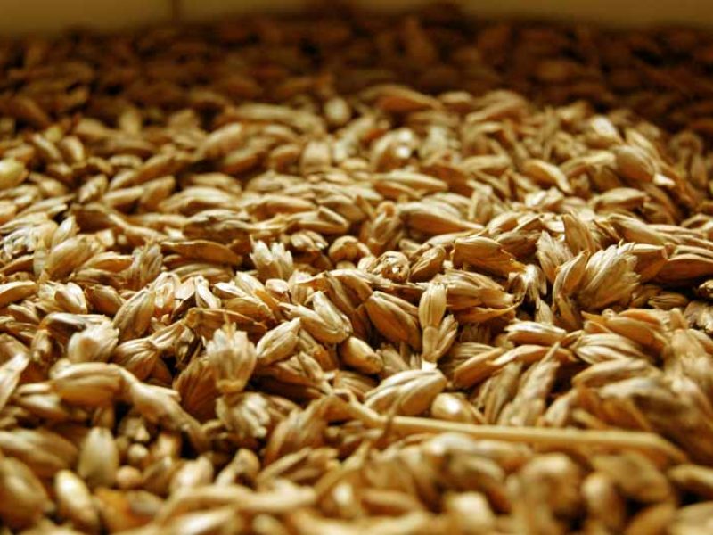 Dinkelspelz das Wunder der Natur