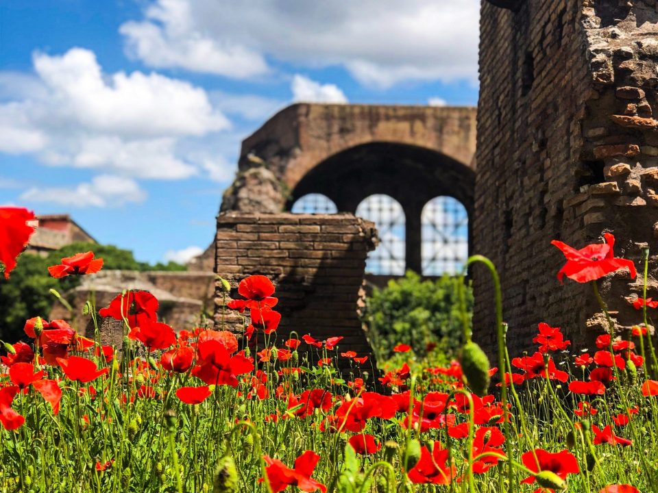 red flowers blooming on lawn by the ruins under white and blue cloudy sky